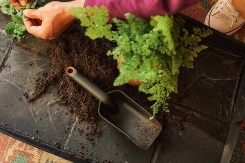 Jak utrzymać rośliny domowe przy życiu? 5 kluczowych zasad pielęgnacji roślin doniczkowych